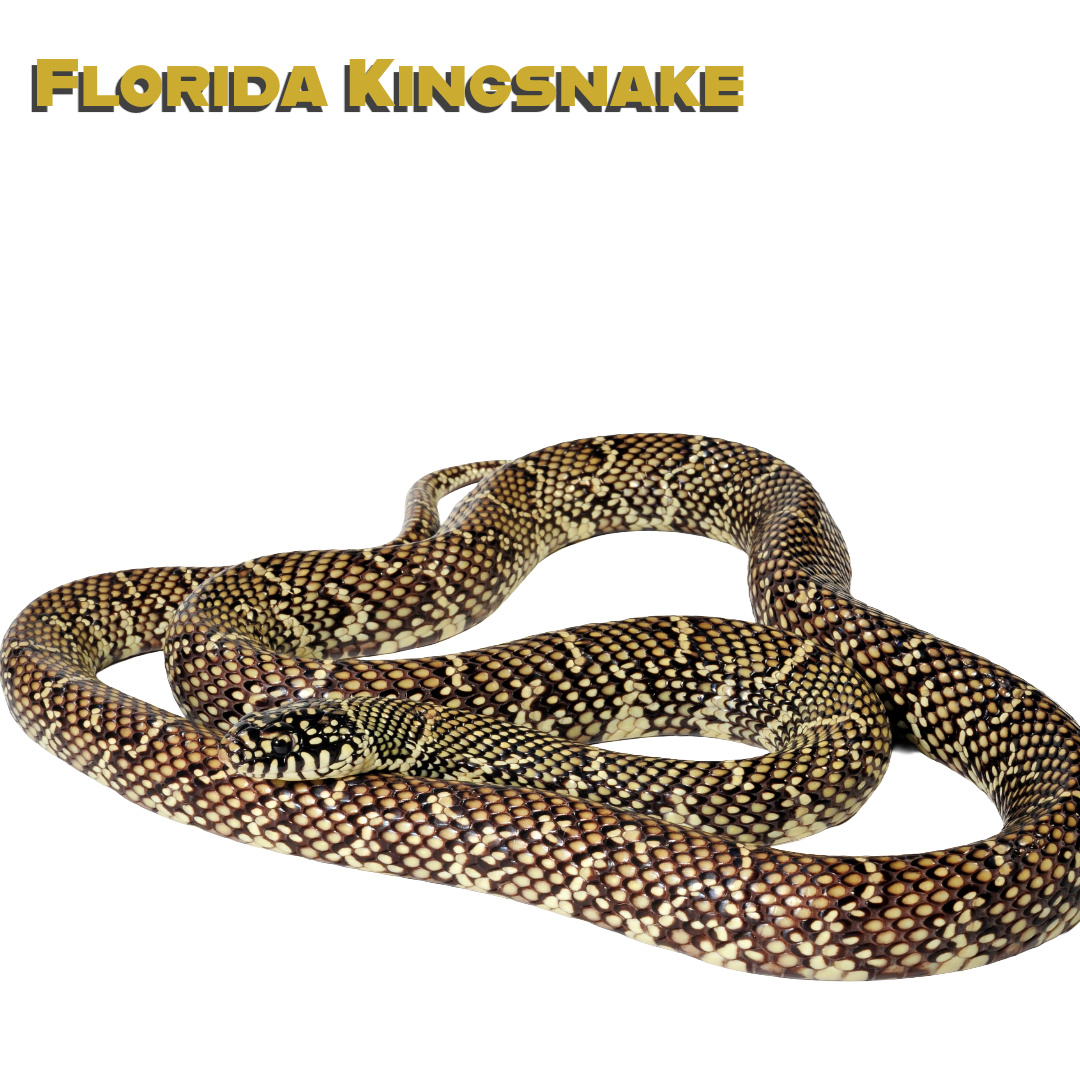 Caring for Florida king Snake