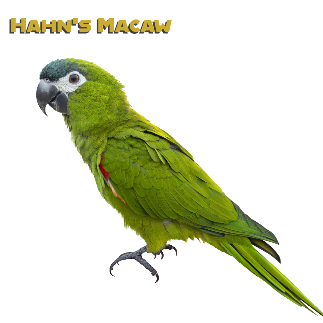 Caring for your Hahn’s MAcaw