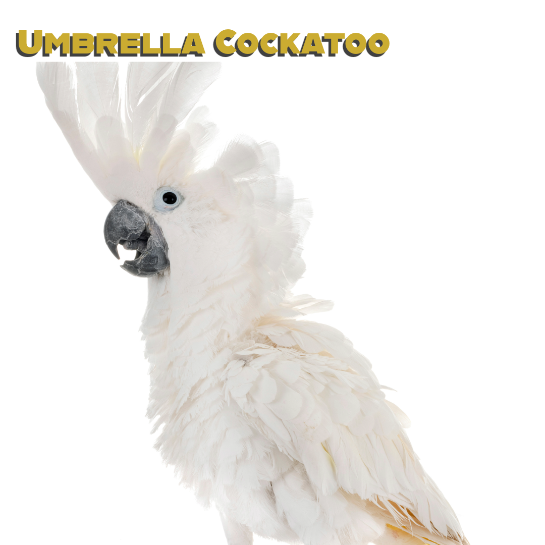 Caring for your Umbrella Cockatoo