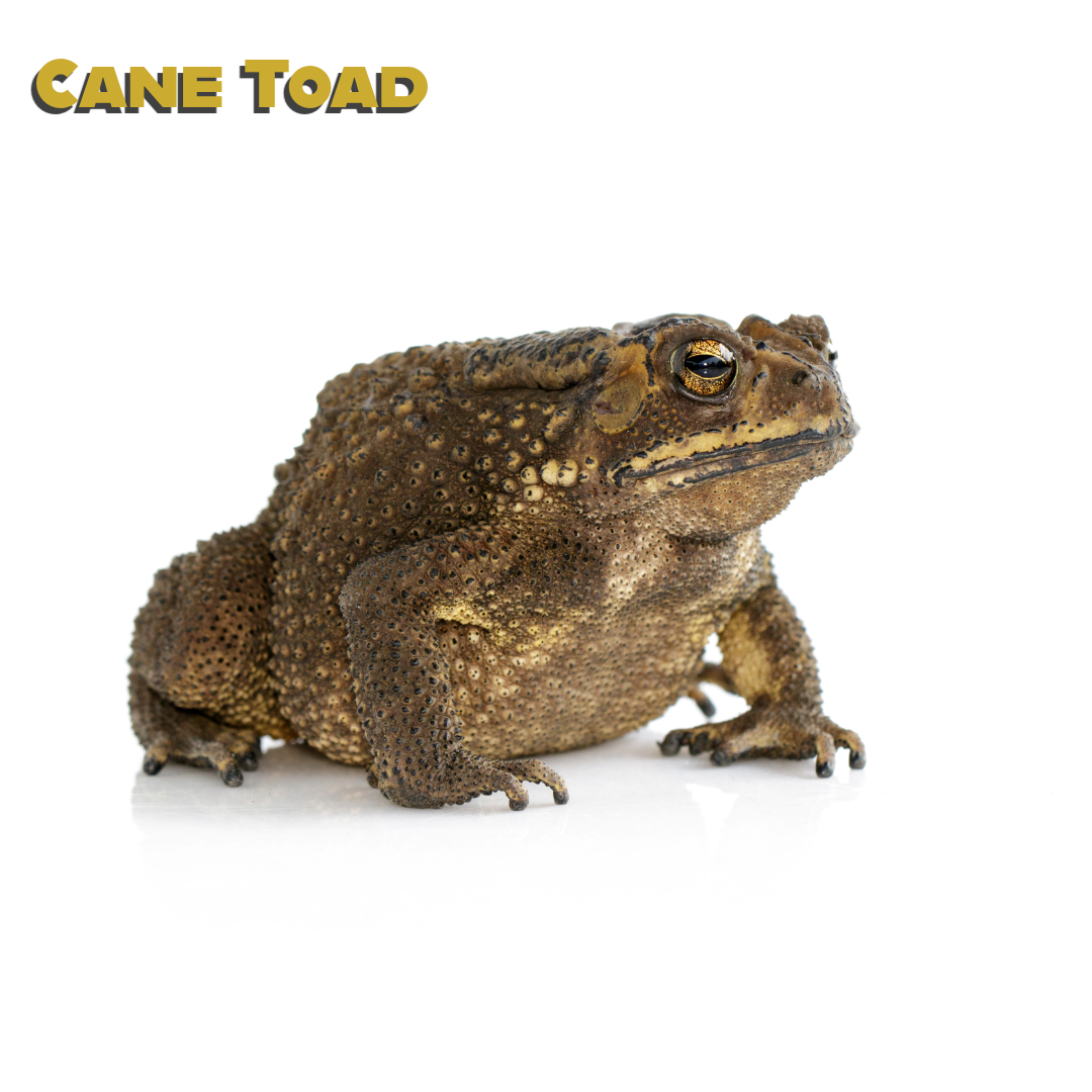 Caring for your Cane Toad