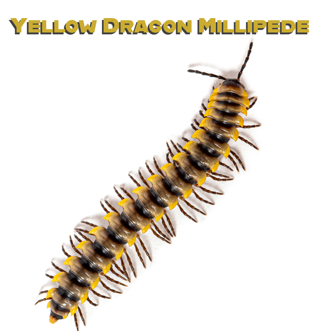 Caring for your Yellow Dragon Millipede