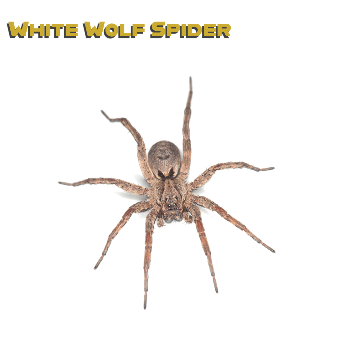 Caring for your White Wolf Spider
