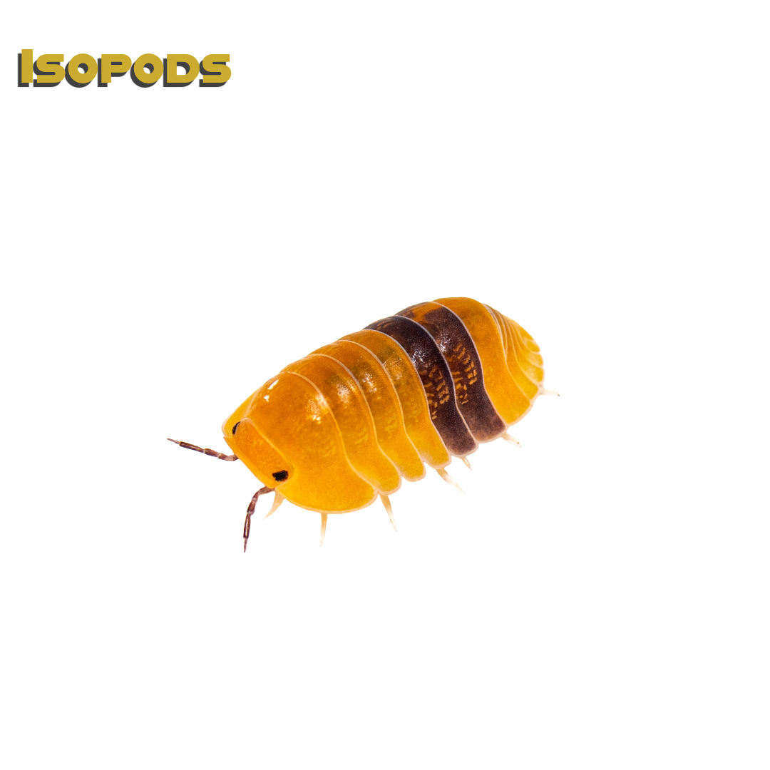 Caring for your Isopods