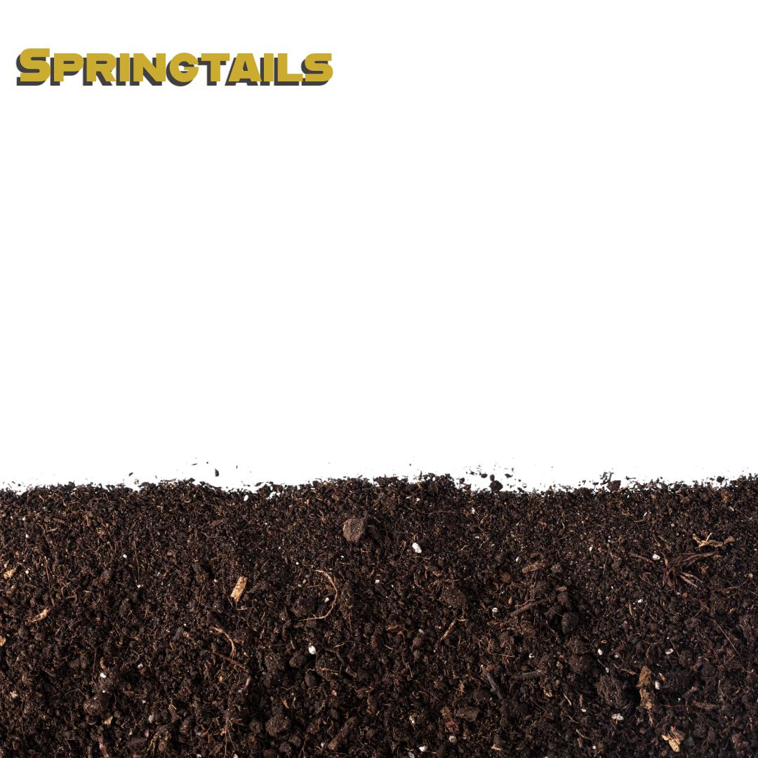 Caring for your Springtails