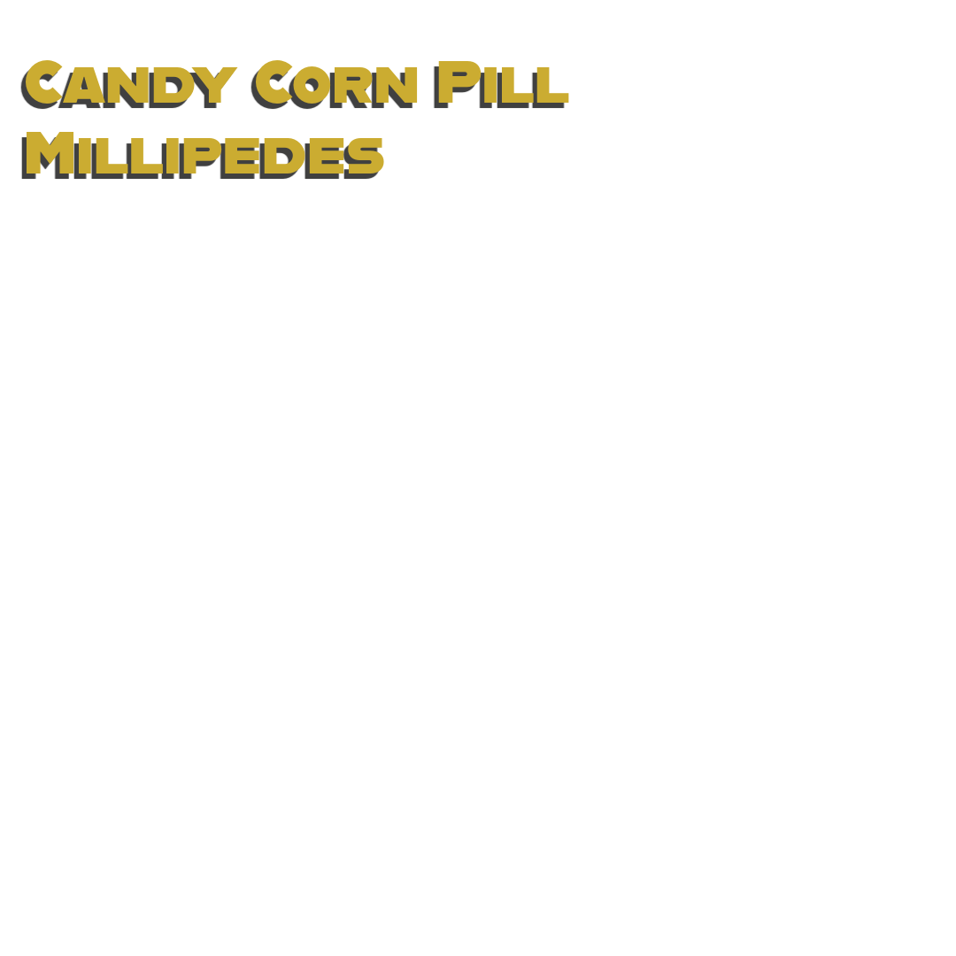 Caring for your Candy Corn Pill Millipede