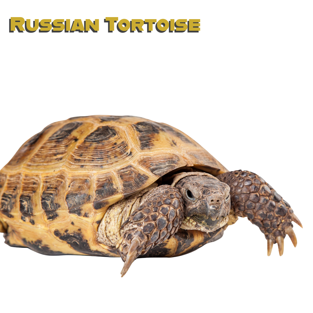 Caring for your Russian Tortoise