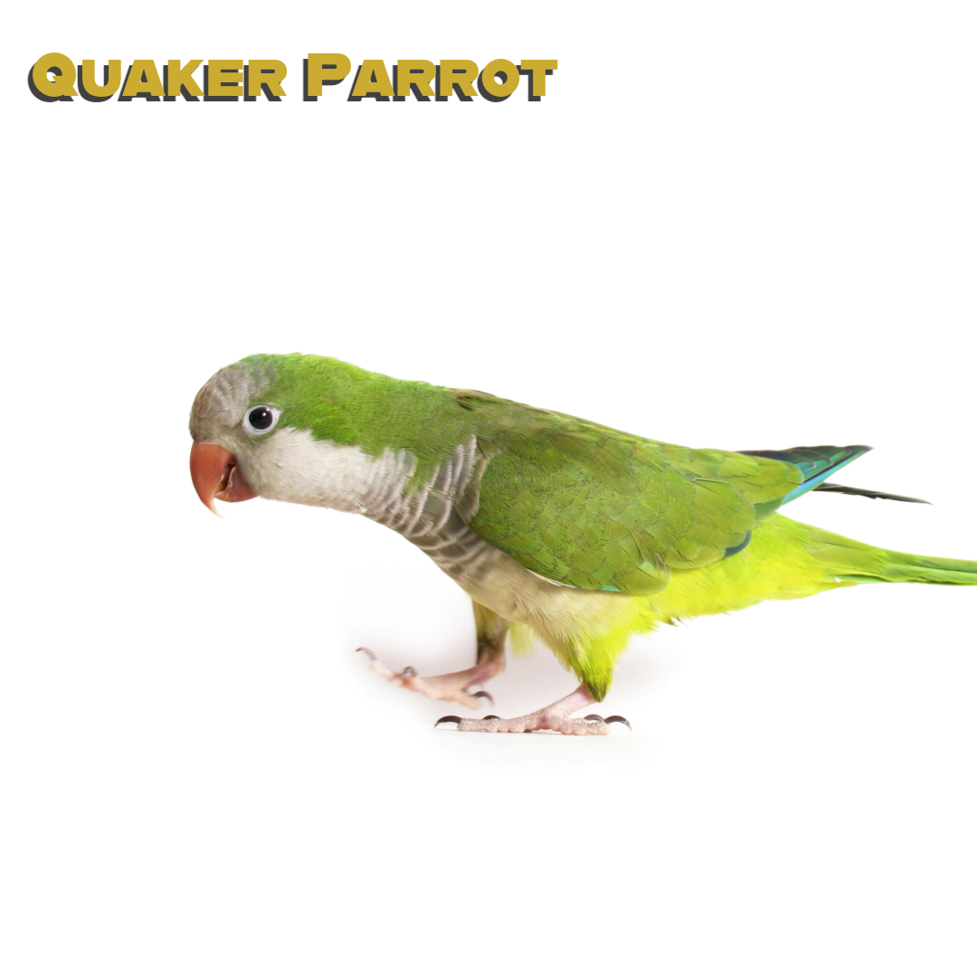Caring for your Quaker Parrot