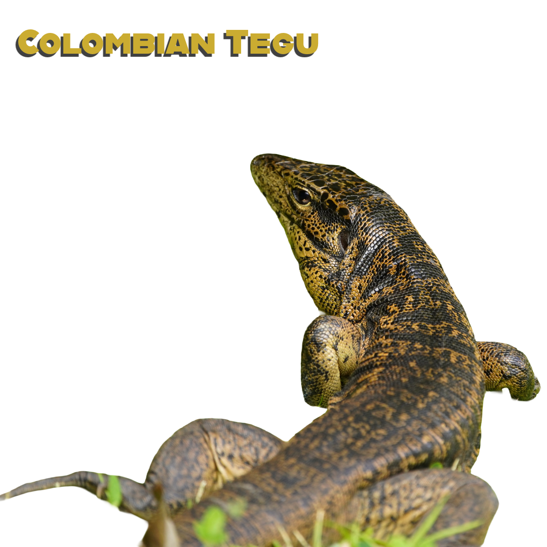 Caring for your Columbian Tegu