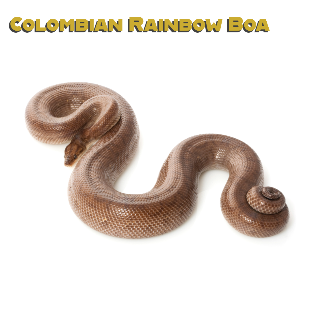 Caring for your Colombian Rainbow Boa