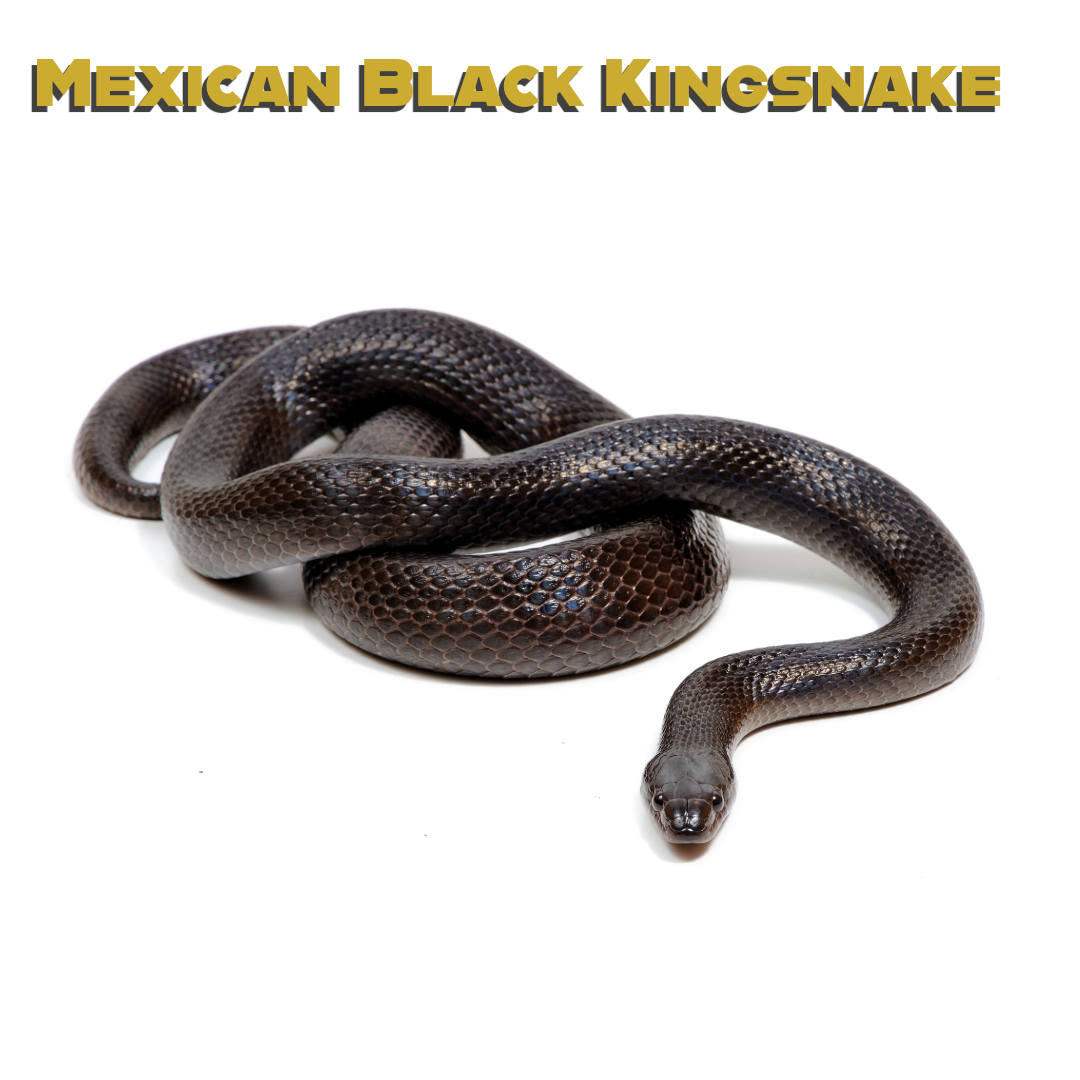 Caring for your Mexican Black Kingsnake