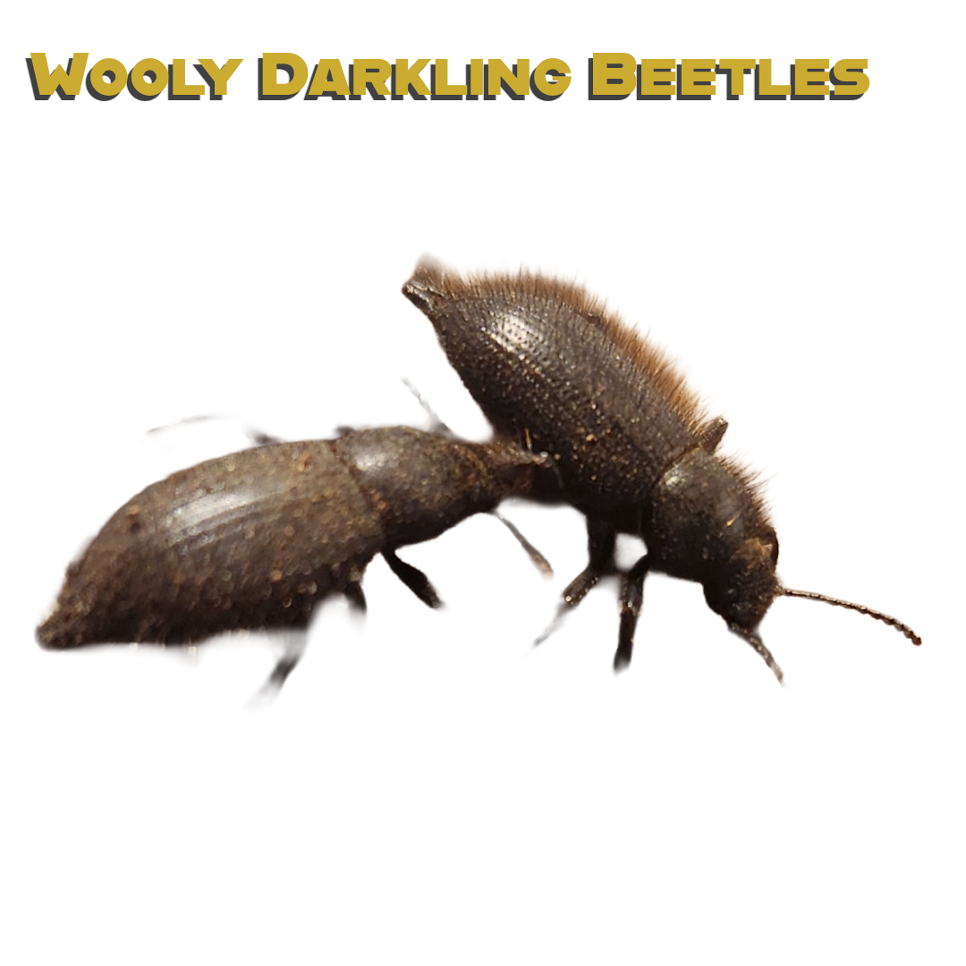 Caring for your Wooly Darkling Beetle