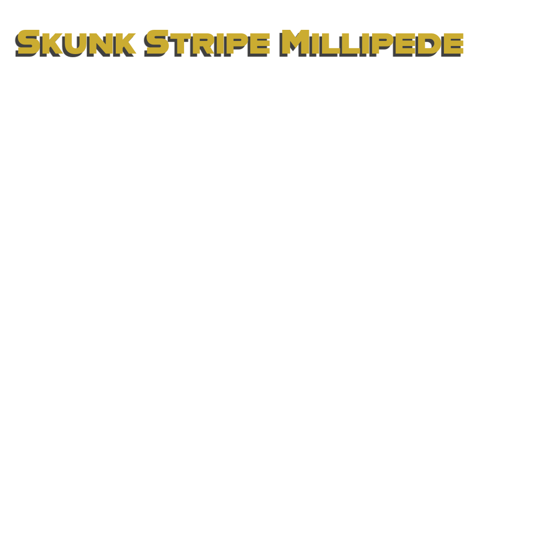 Caring for your Skunk Stripe Millipede