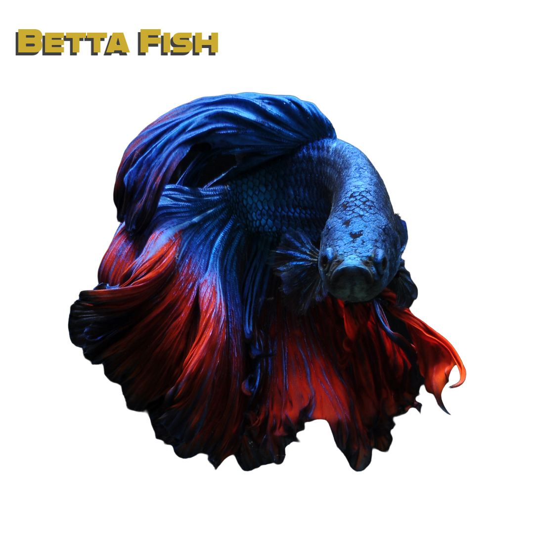 Caring for your Betta Fish