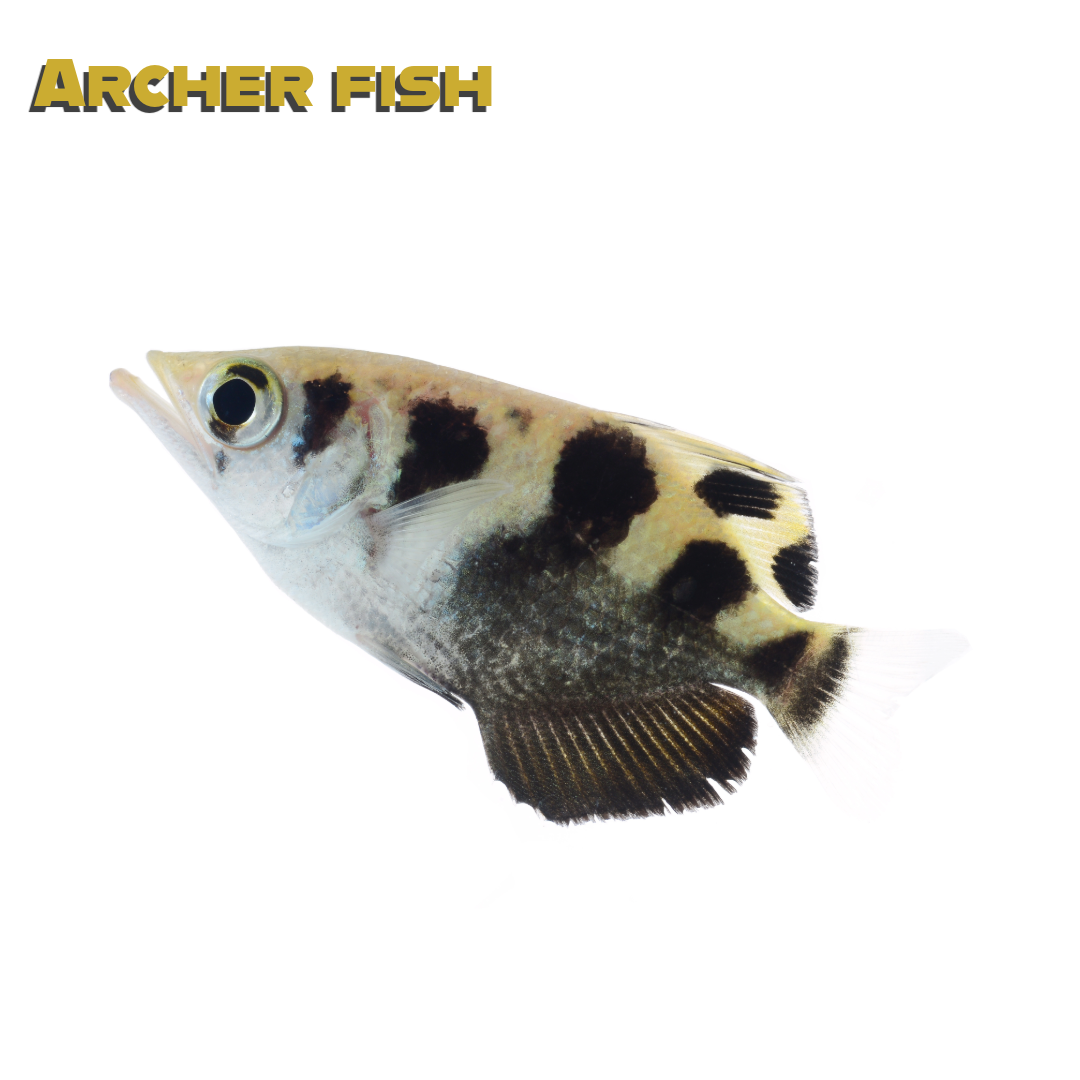 Caring for your Archer Fish