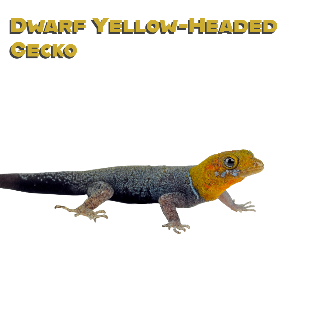 Caring for your Dwarf Yellow-Headed Gecko