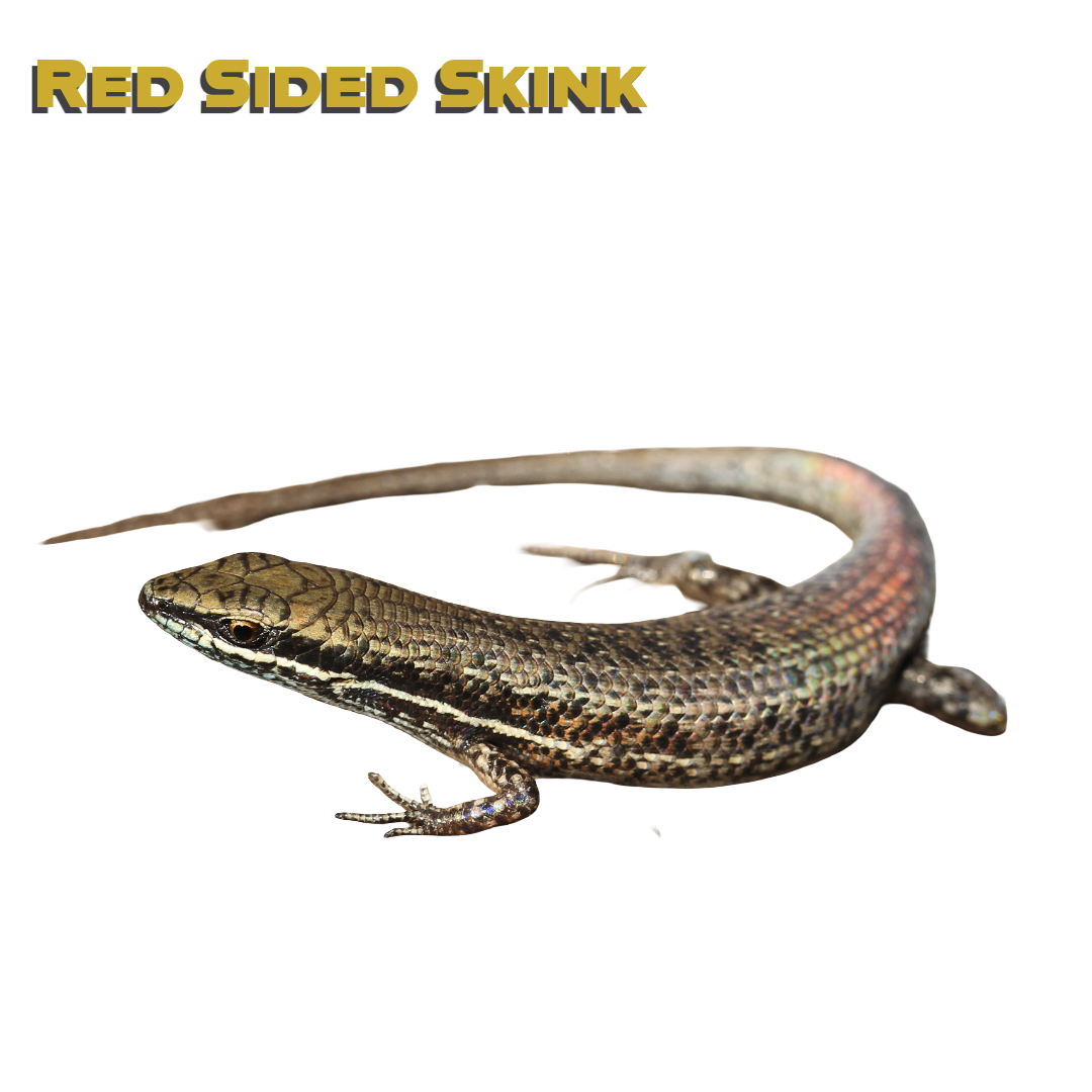 Caring for your Red Sided Skink