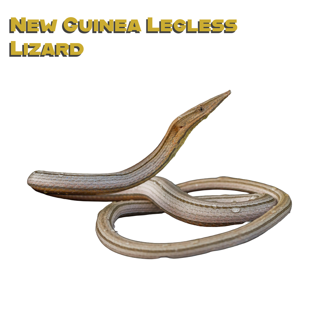 Caring for your New Guinea Legless Lizard
