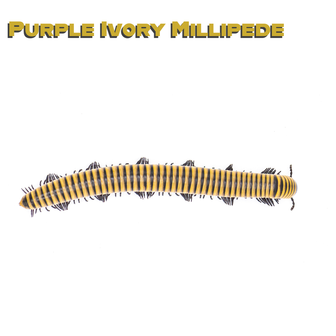 Caring for your Purple Ivory Millipede