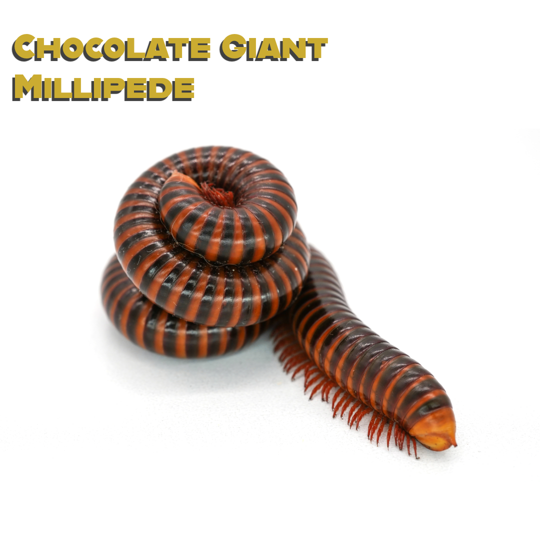 Caring for your Chocolate Giant Millipede