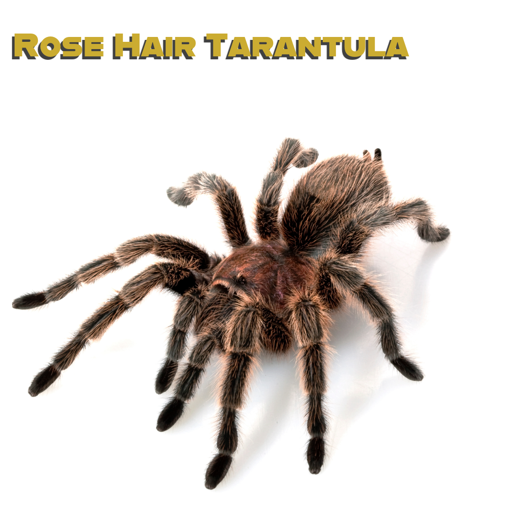 Caring for your Rose hair tarantula
