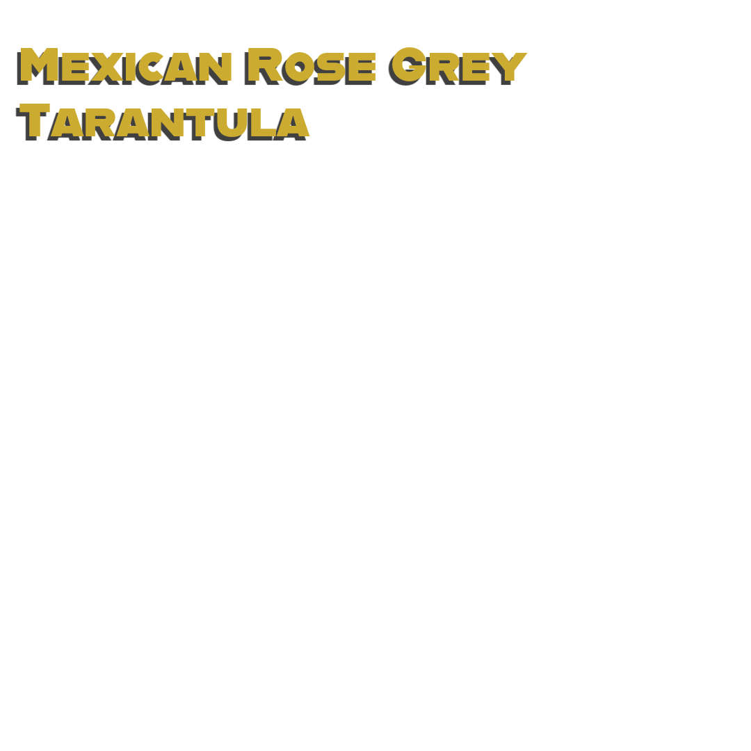 Caring for your Mexican Rose Grey Tarantula