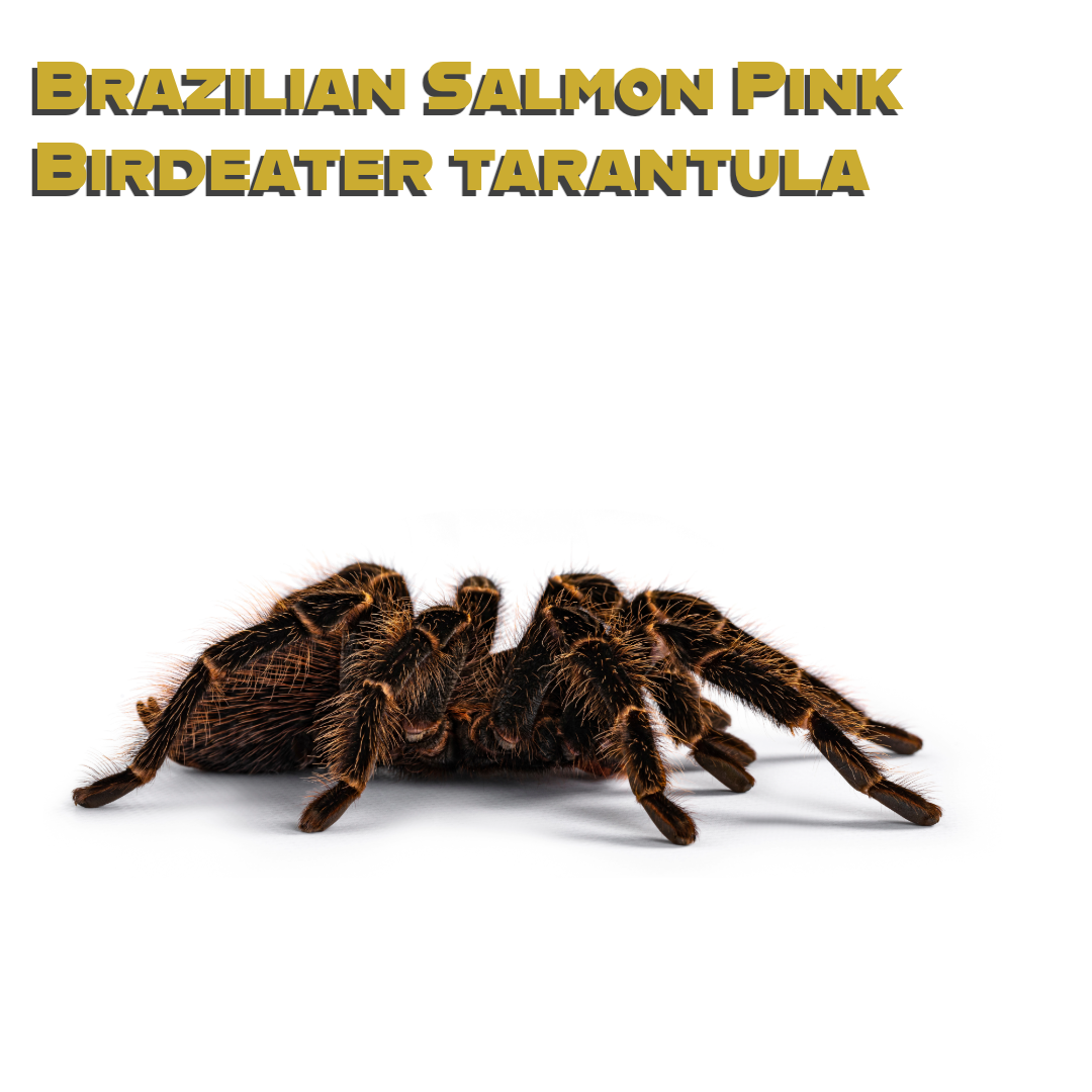 Caring for your Brazilian Salmon Pink Birdeater 