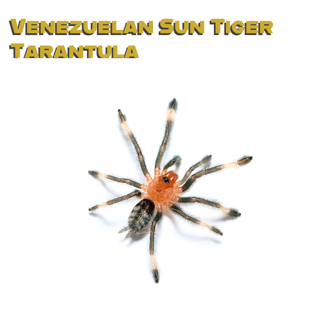 Caring for your Venezuelan Sun Tiger Tarantula