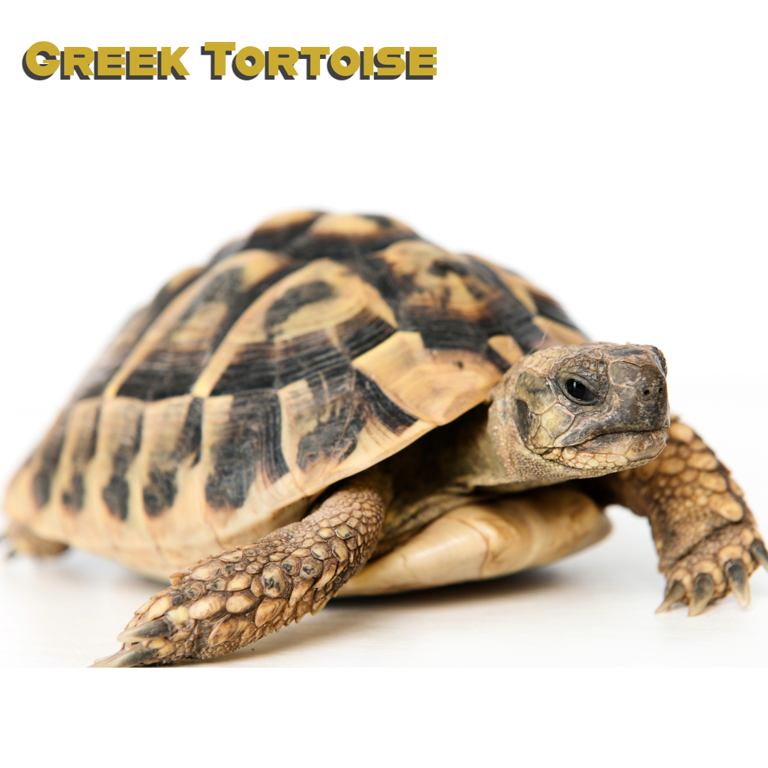 Caring for your Greek Tortoise