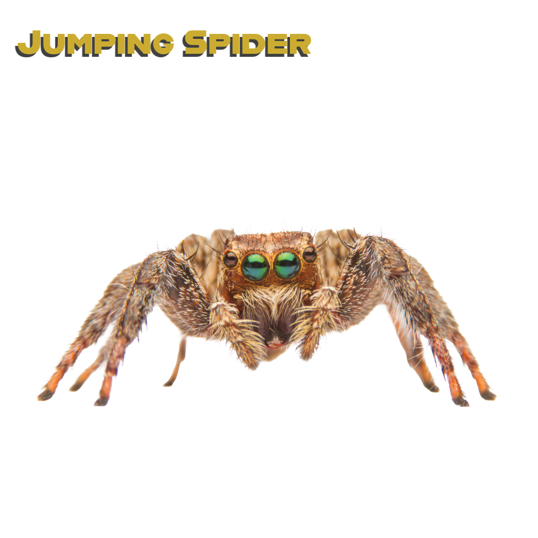 Caring for your Jumping Spider