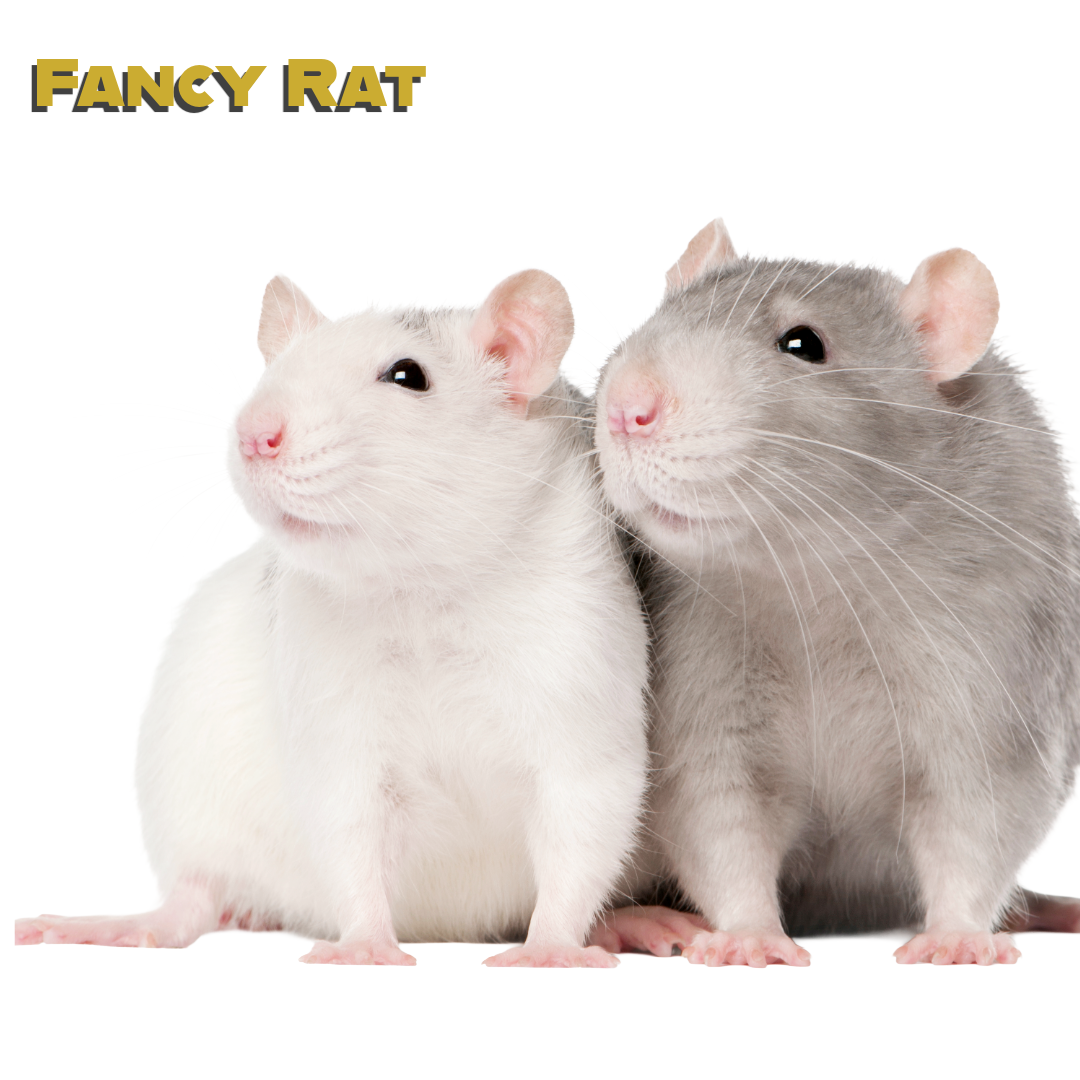 Caring for your Fancy Rat