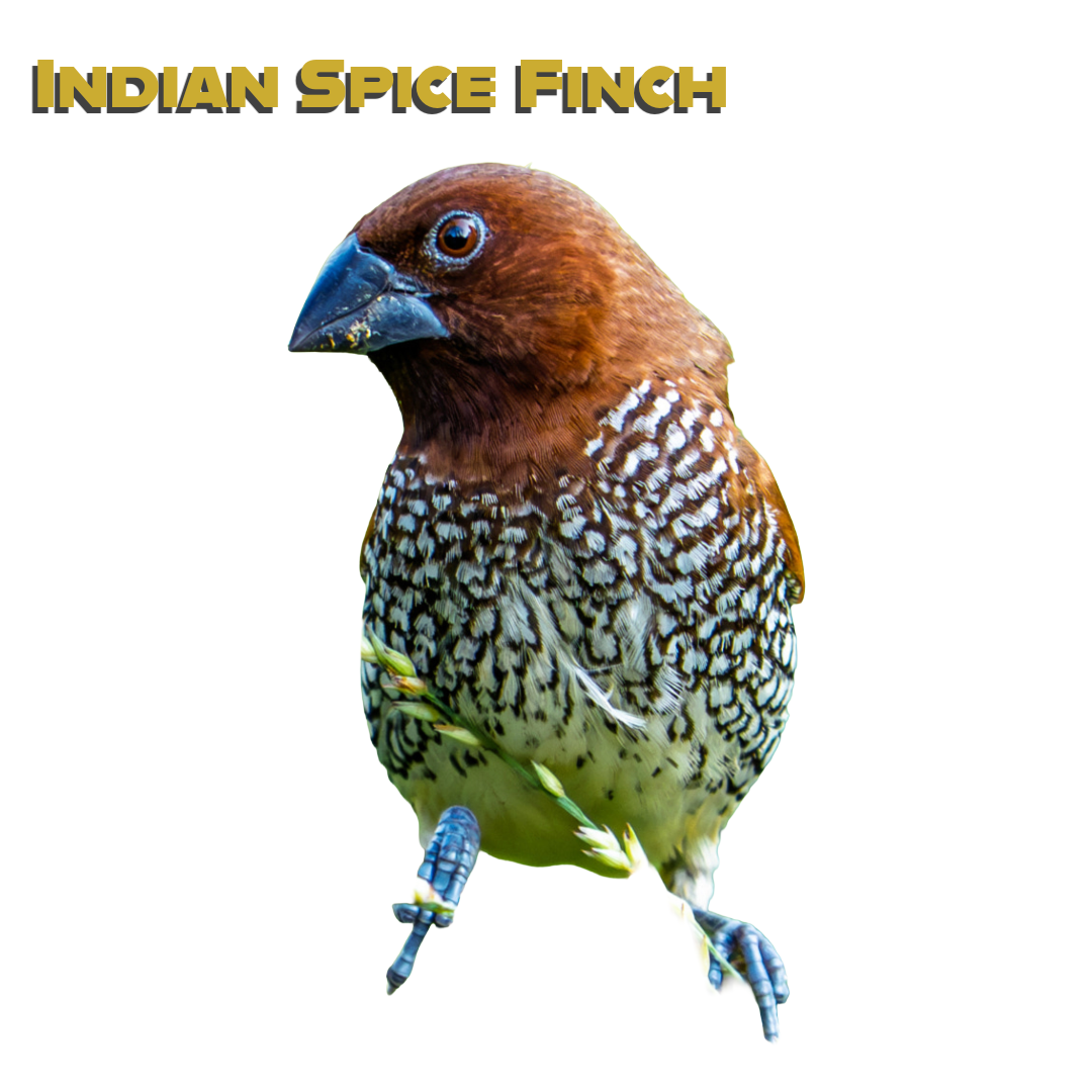 Caring for your Indian Spice Finch