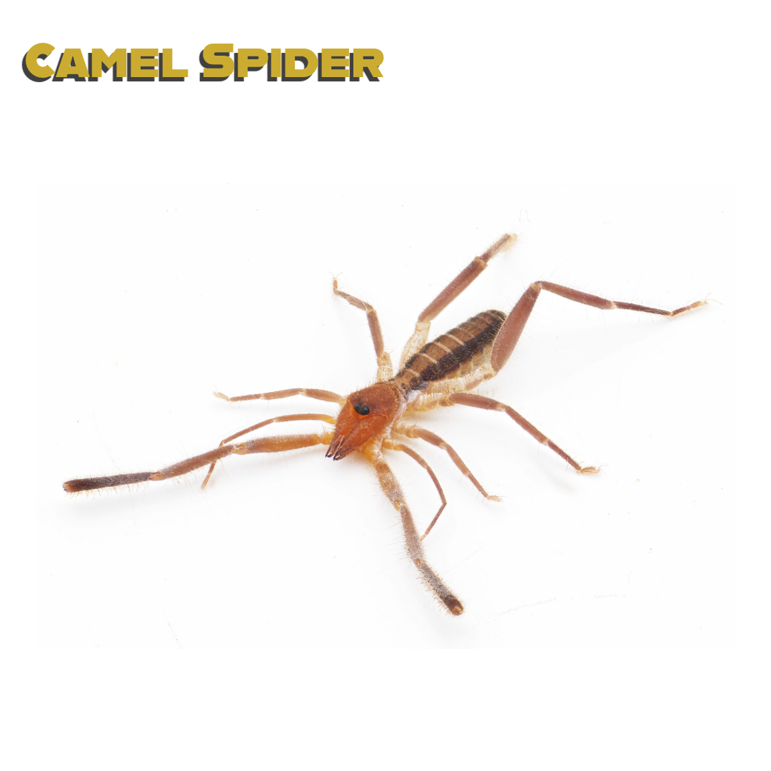 Caring for your Camel Spider