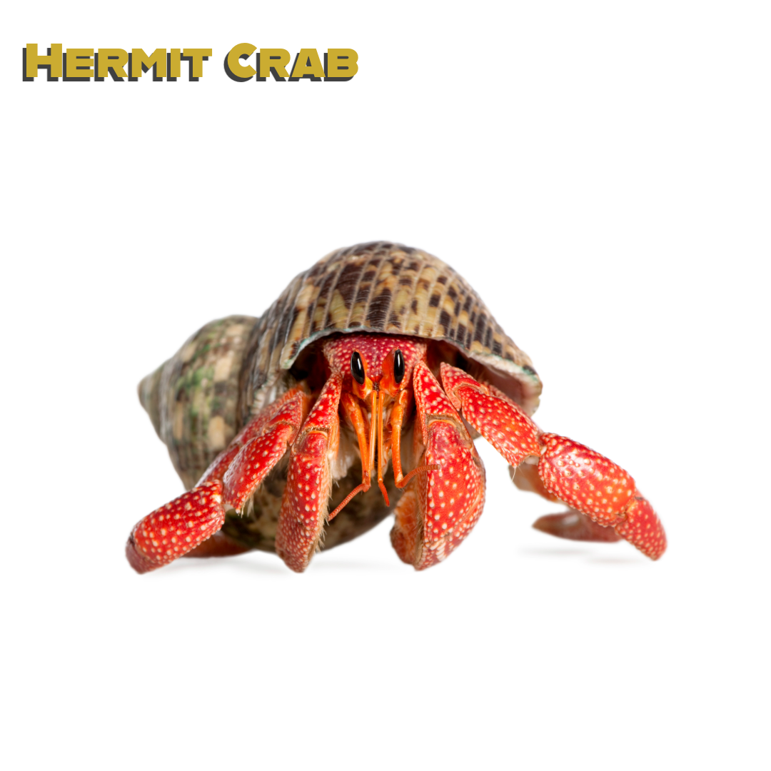 Caring for your Hermit Crab