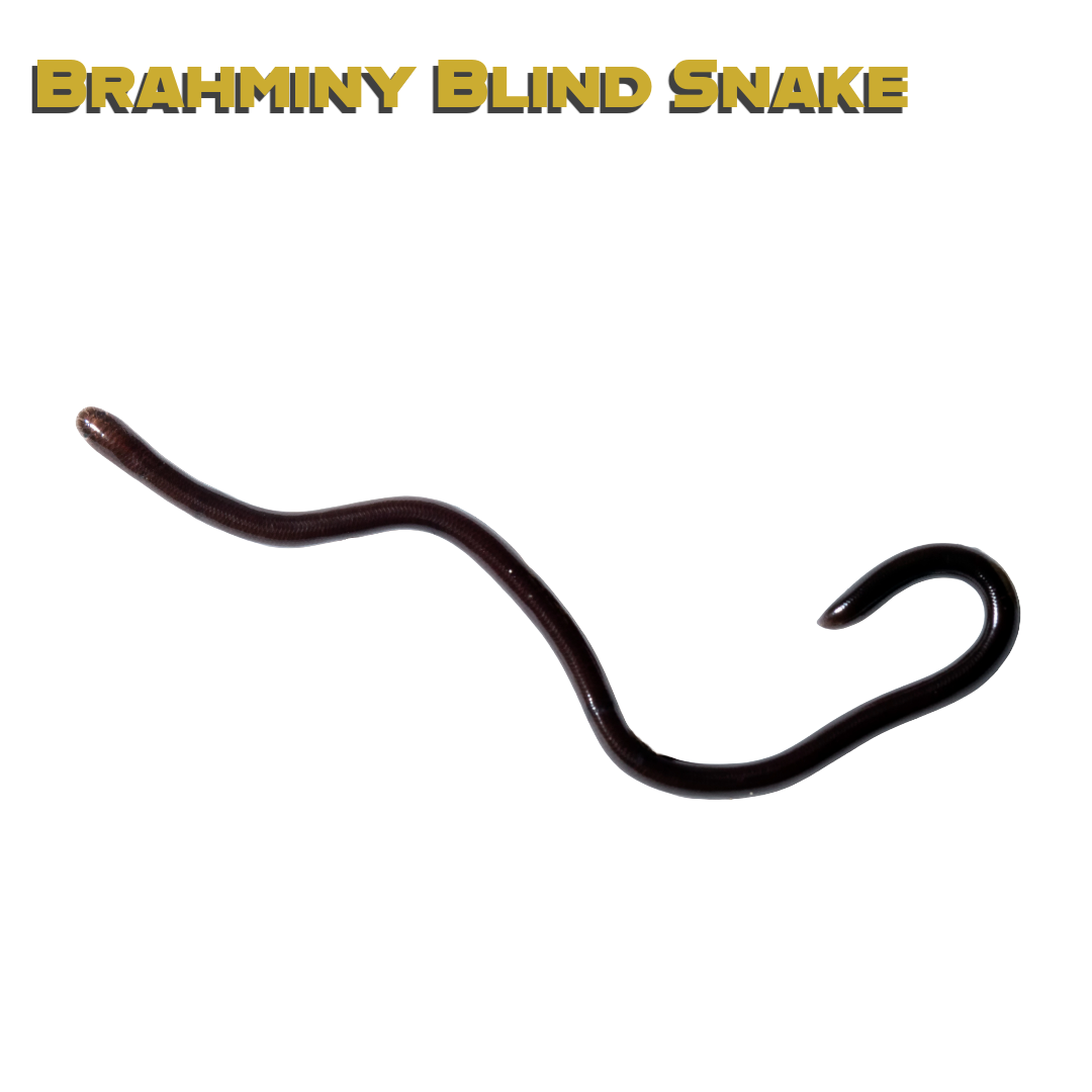 Caring for your Brahminy Blind Snake