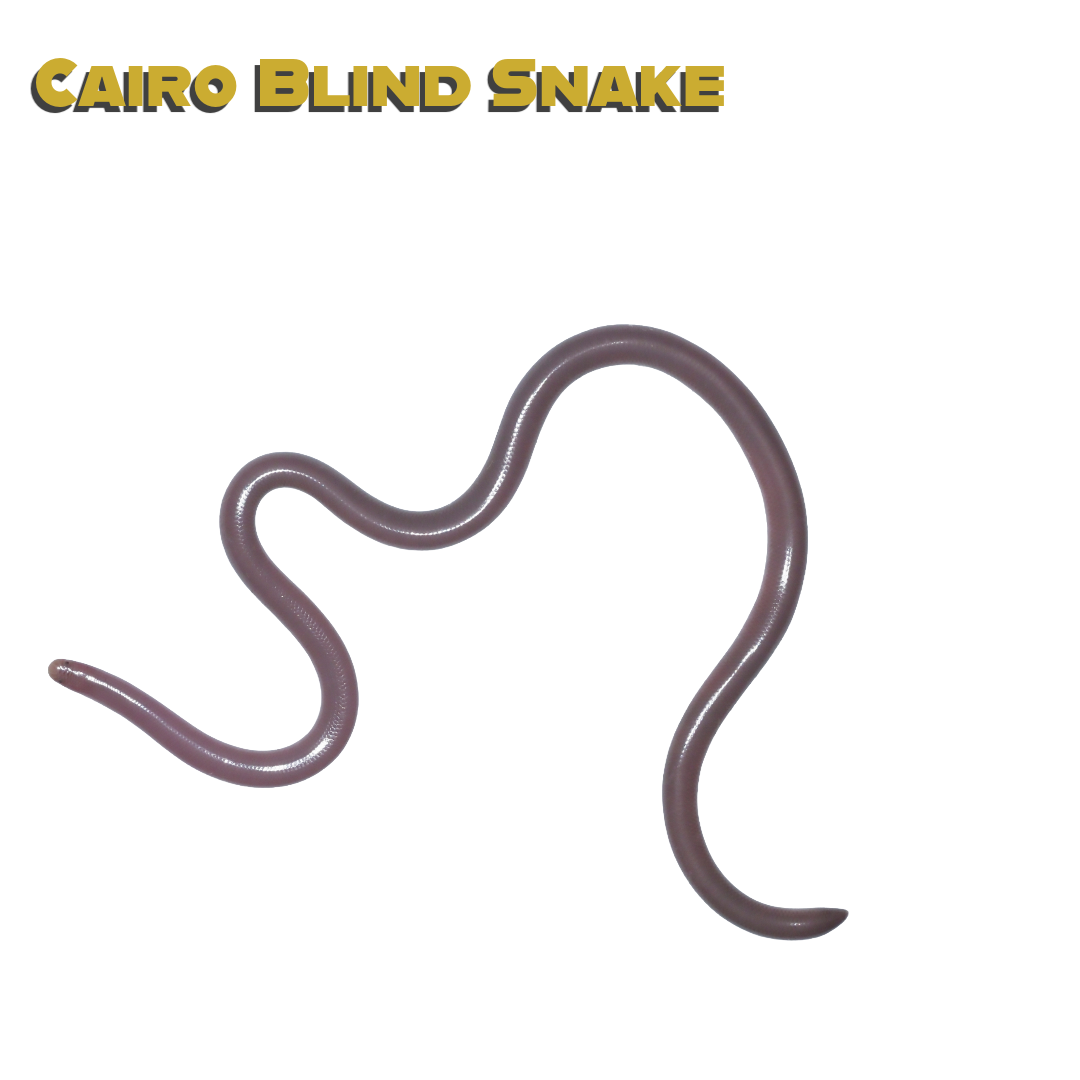 Caring for your Cairo Blind Snake 