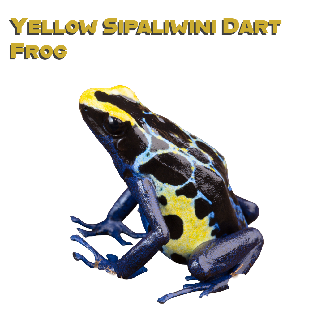 Caring for your Yellow Sipaliwini Dart Frog