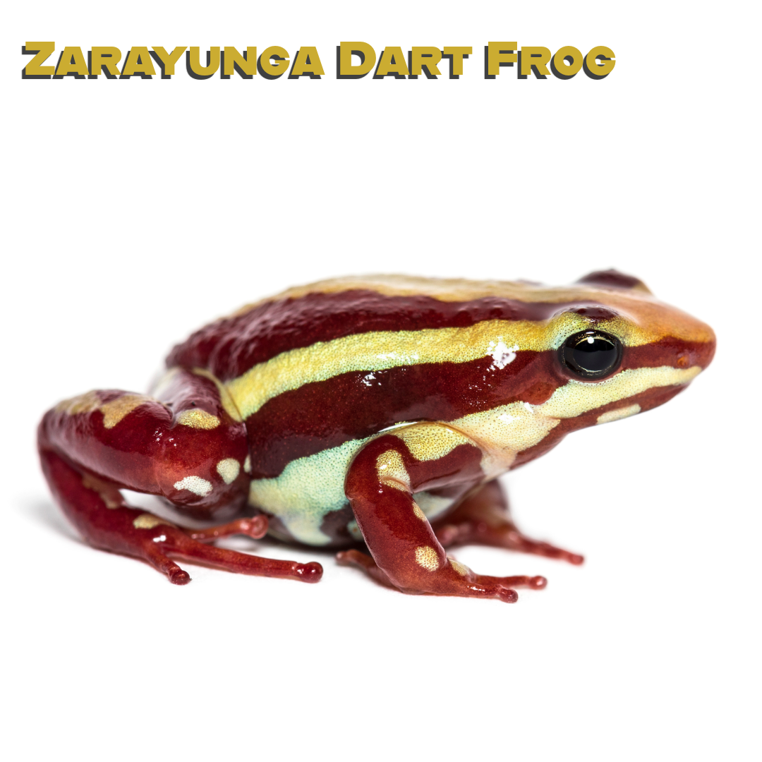 Caring for your Zarayunga Dart Frog
