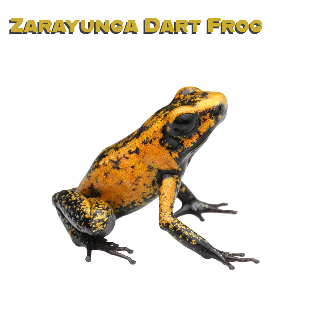 Caring for your Orange Blackfoot Dart Frog