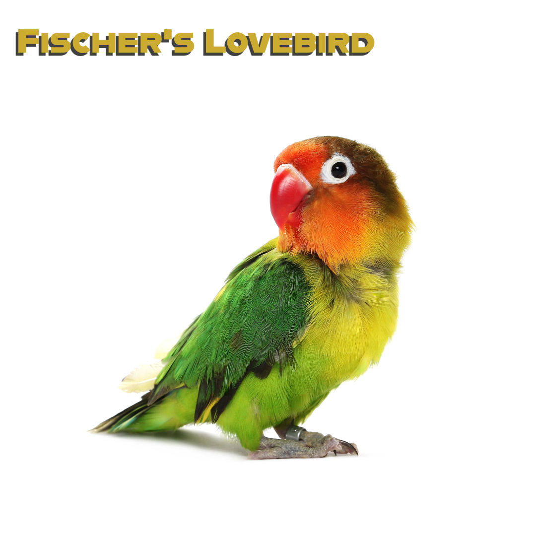 Caring for your Fischer’s Lovebird