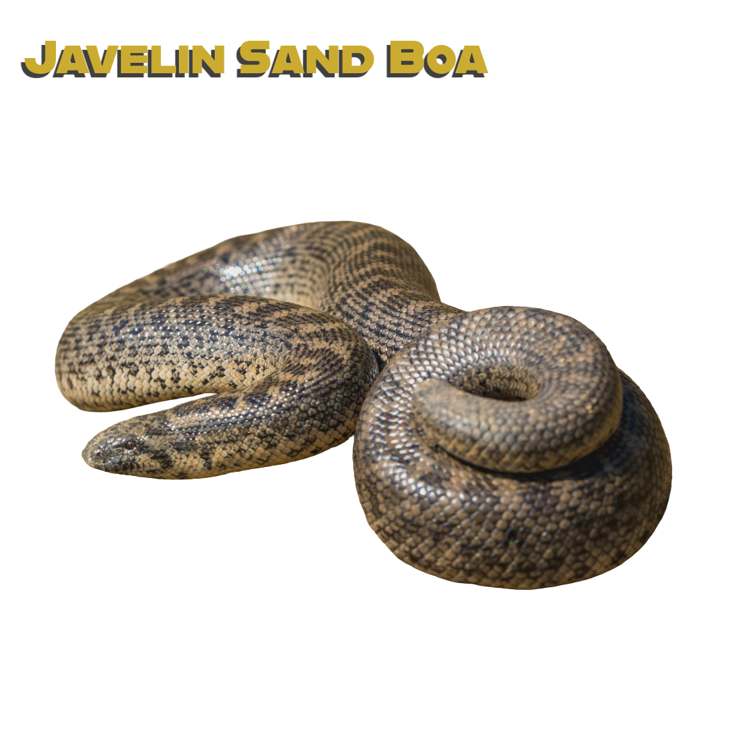 Caring for your Javelin Sand Boa