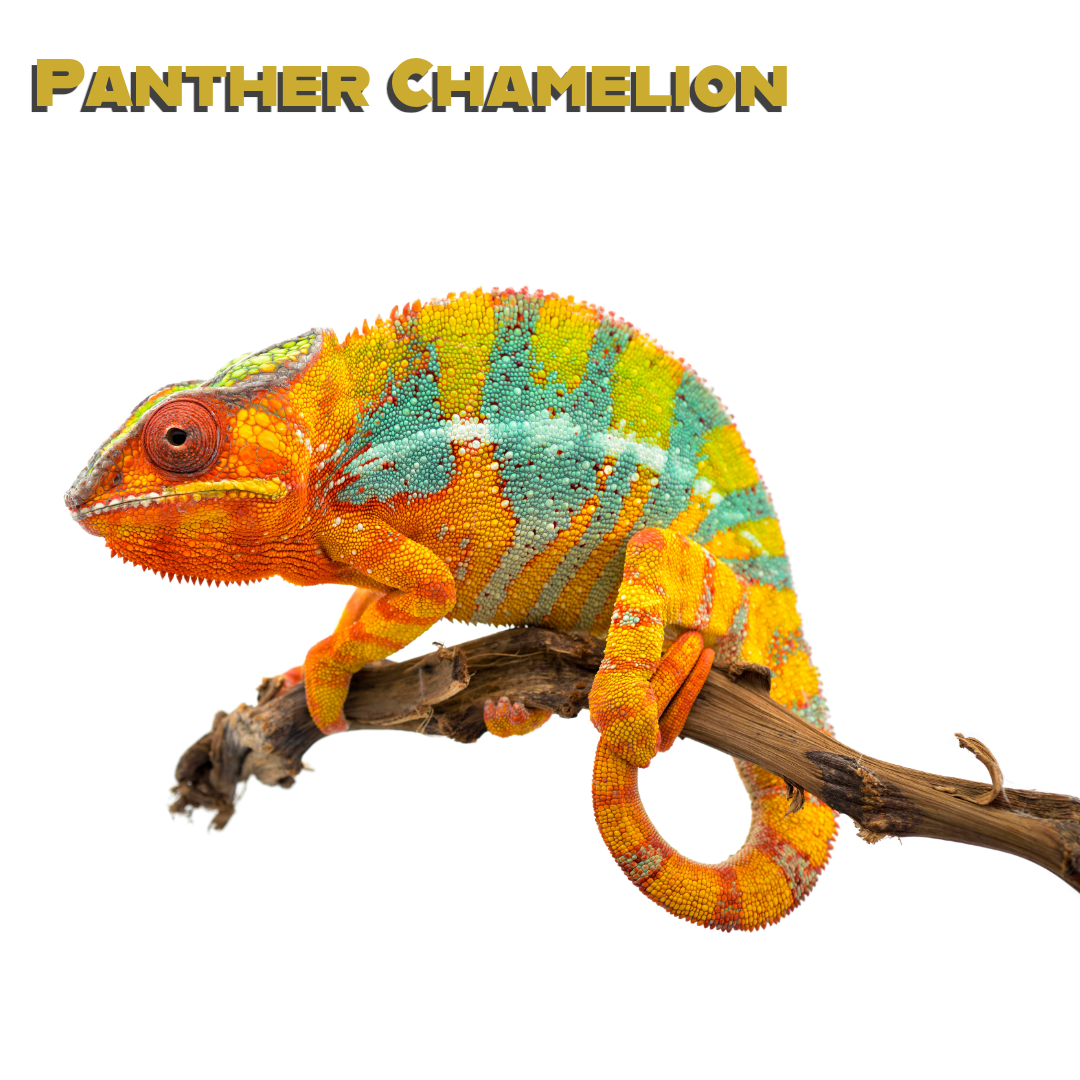 Caring for your Panther Chameleon