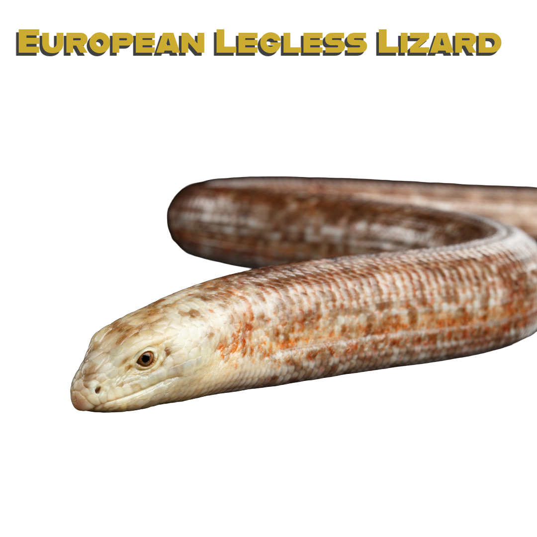 Caring for your European Legless Lizard