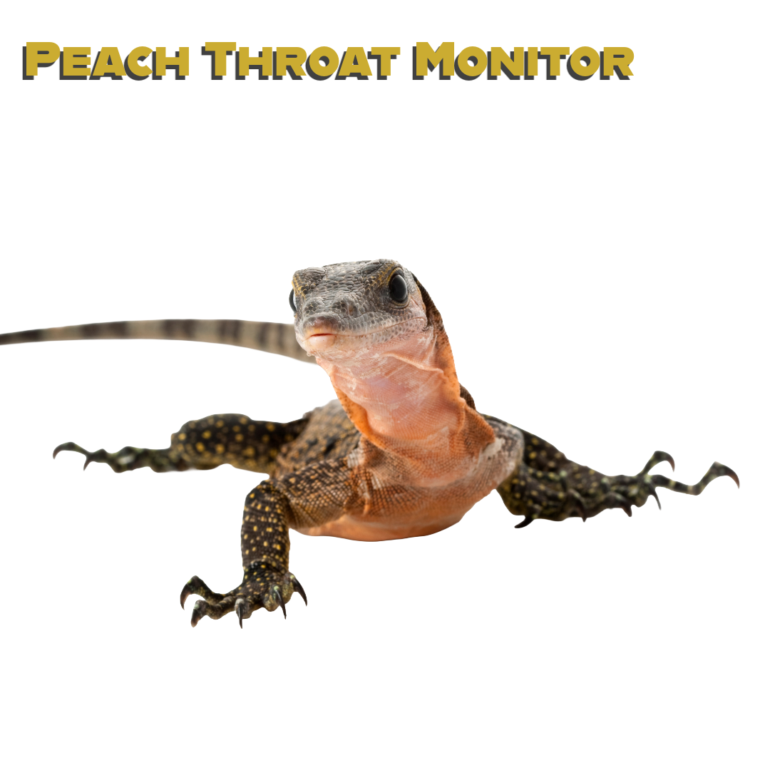Caring for your Peach Throat Monitor