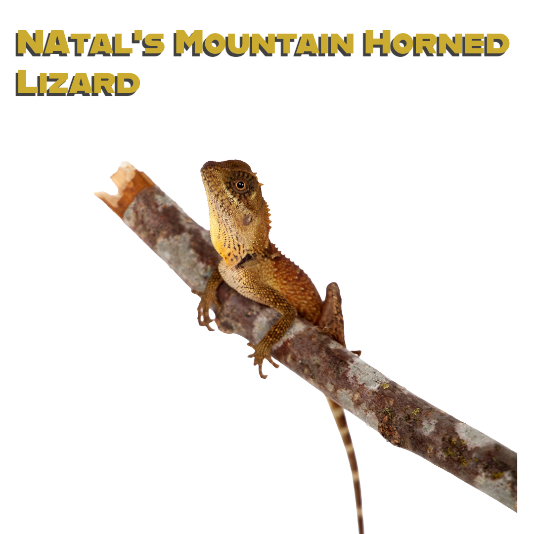 Caring for your Natal Horned Lizard 