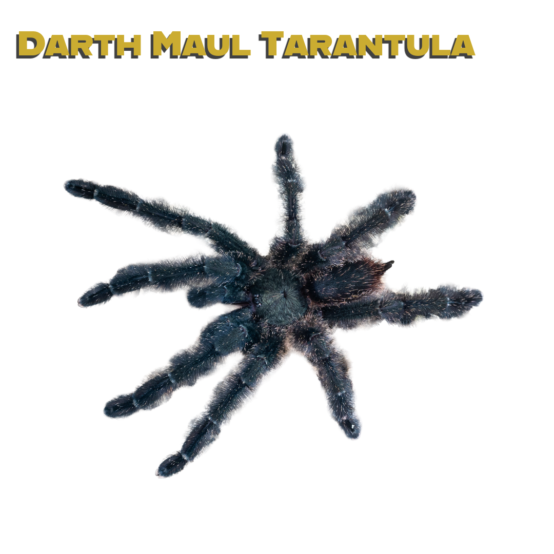 Caring for your Darth Maul Tarantula