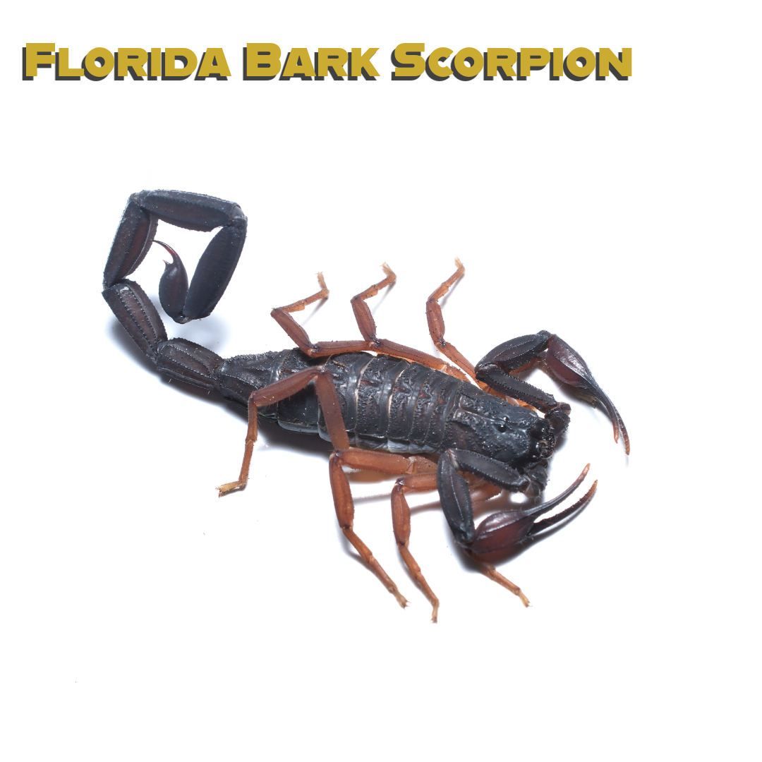 Caring for your Florida Bark Scorpion