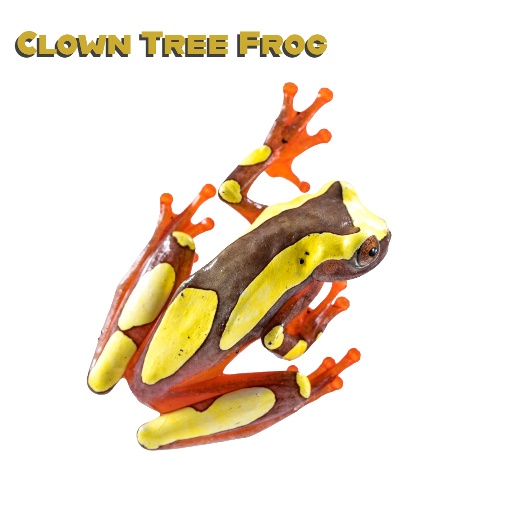 Caring for your Clown Tree Frog