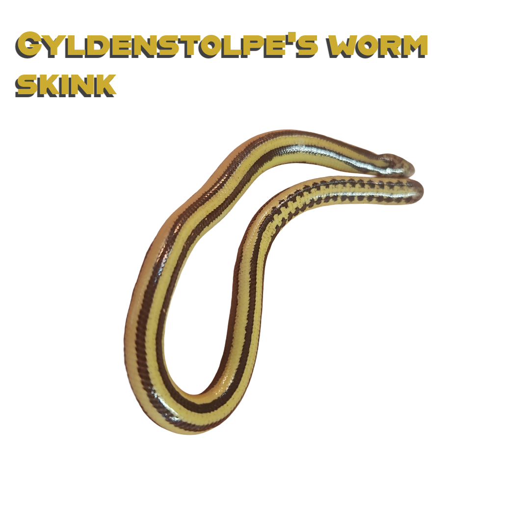 Caring for your Gyldenstolpe's worm skink