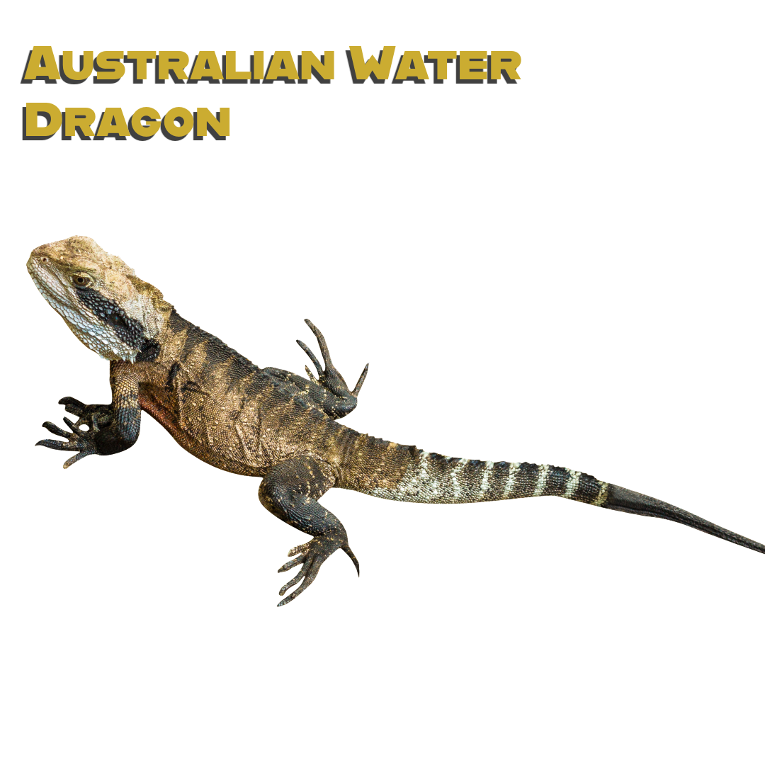 Caring for your Australian Water Dragon
