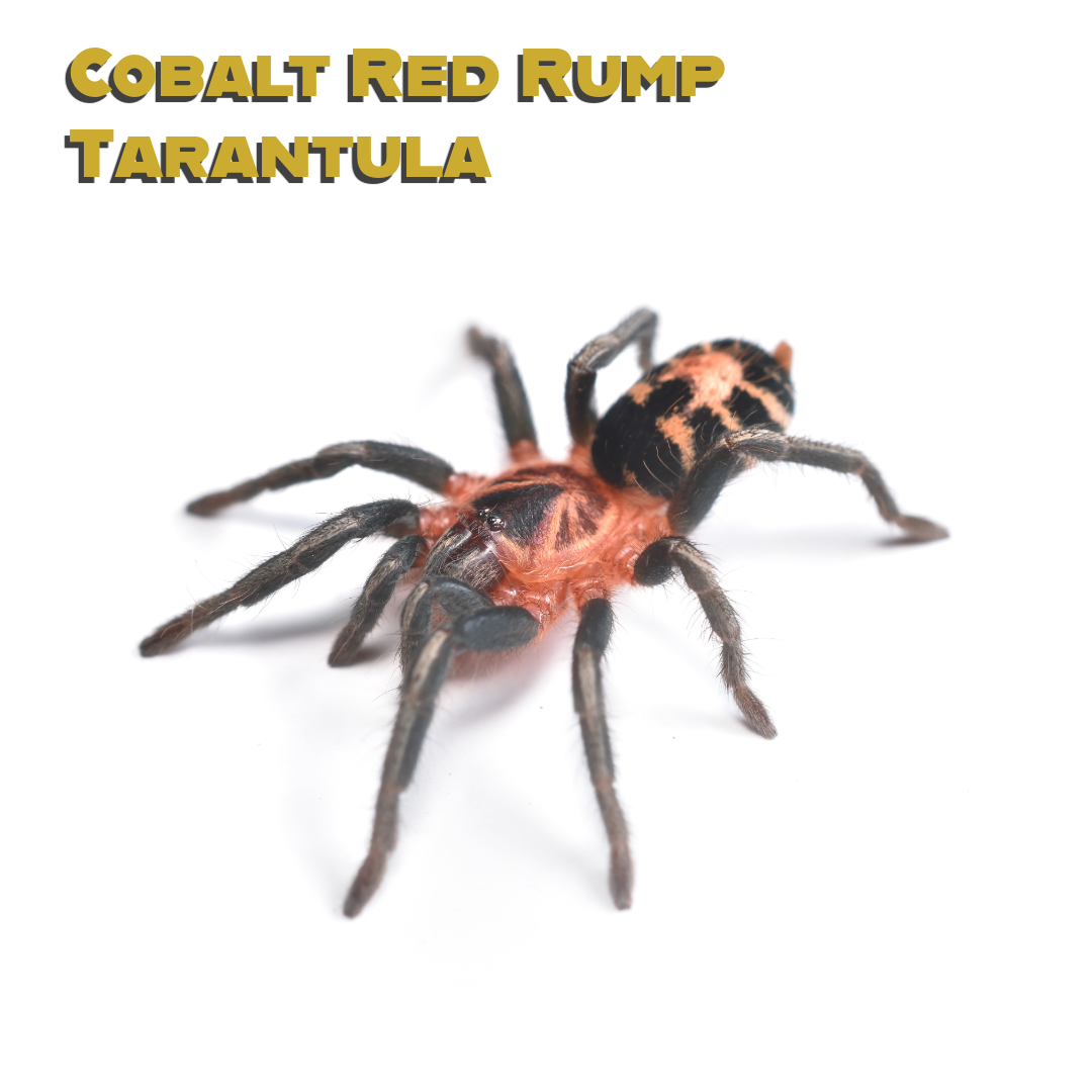 Caring for your Cobalt Red Rump Tarantula